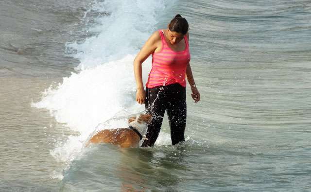 dog ocean
